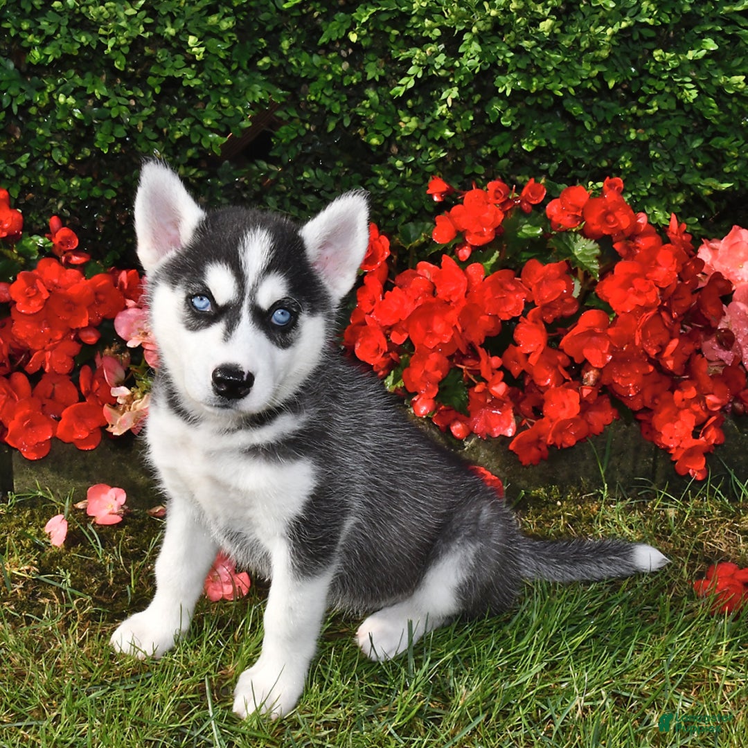 Siberian Husky dogs for sale: Roxy - Image 3