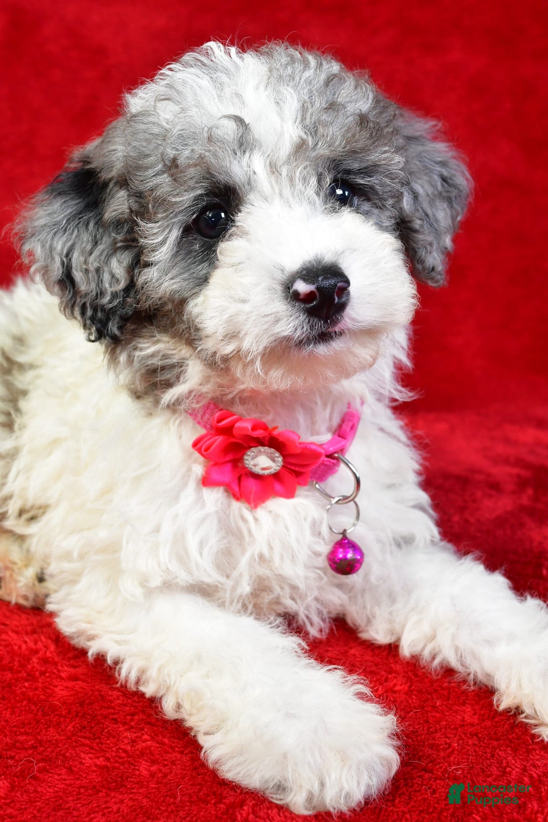 Miniature Poodle dogs for sale: Lola - Image 7