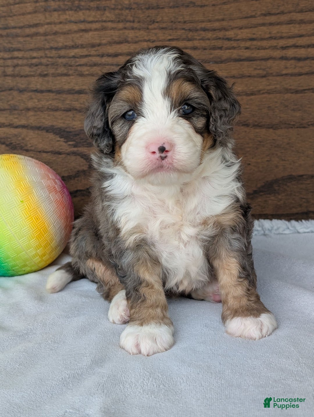 Mini Bernedoodle dogs for sale: Bluey - Image 11