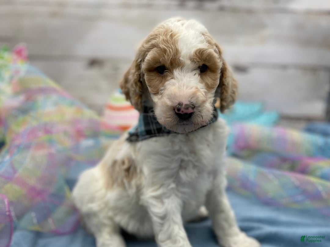 Standard Poodle dogs for sale: Gus - Image 13