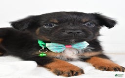 French Bulldog dogs for sale: Clyde - Image 5
