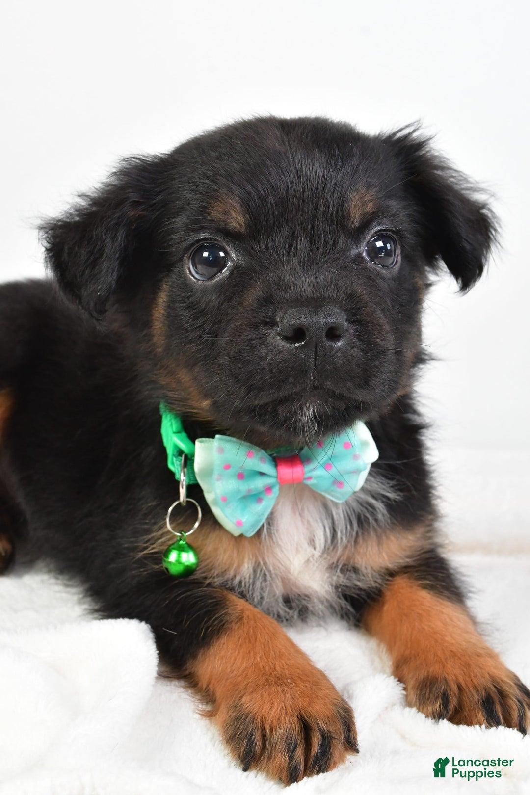 French Bulldog dogs for sale: Clyde - Image 5