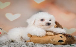 Bichon Frise dogs for sale: Tanner - Image 1