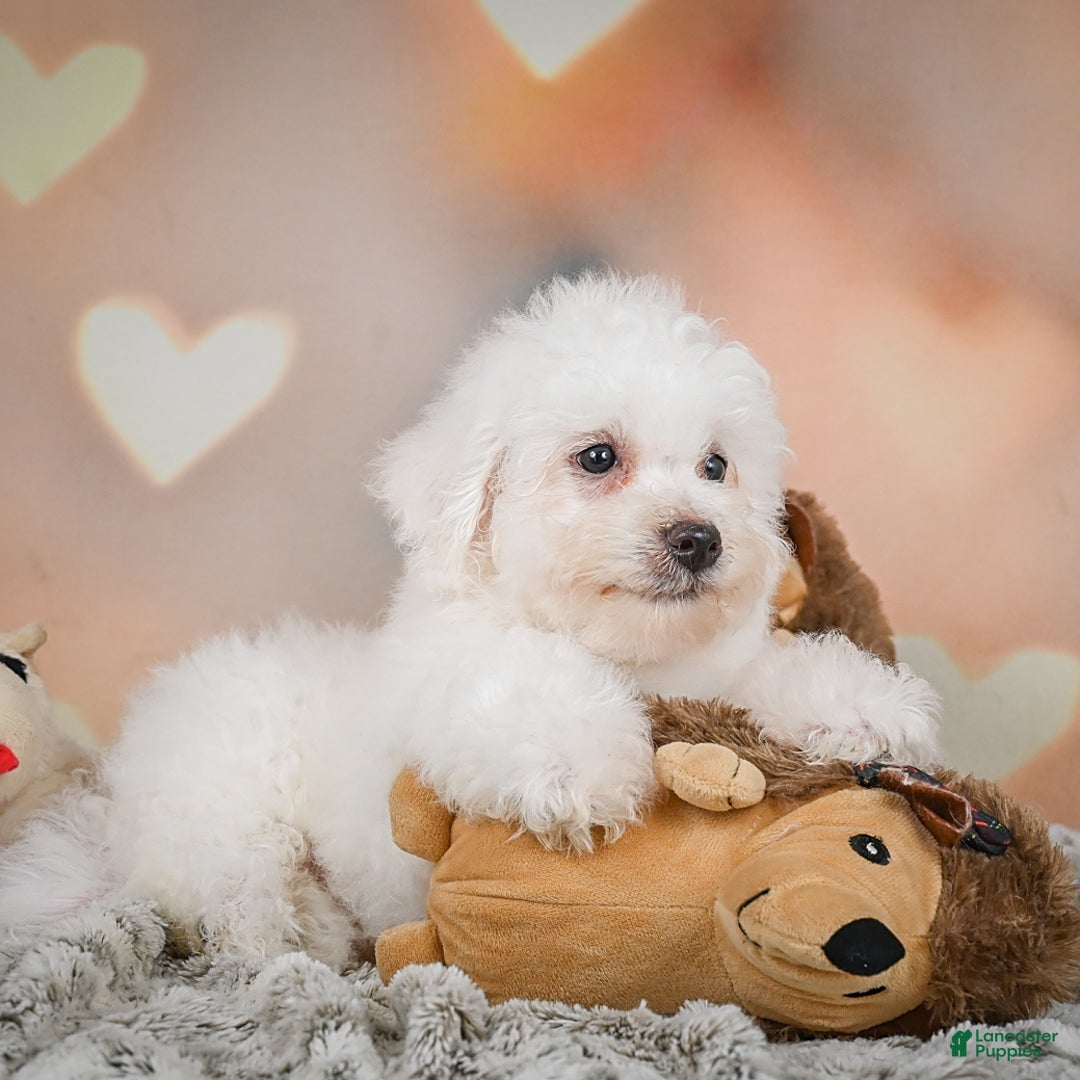 Bichon Frise dogs for sale: Tanner - Image 1