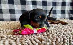 Miniature Dachshund dogs for sale: Nessa - Image 4