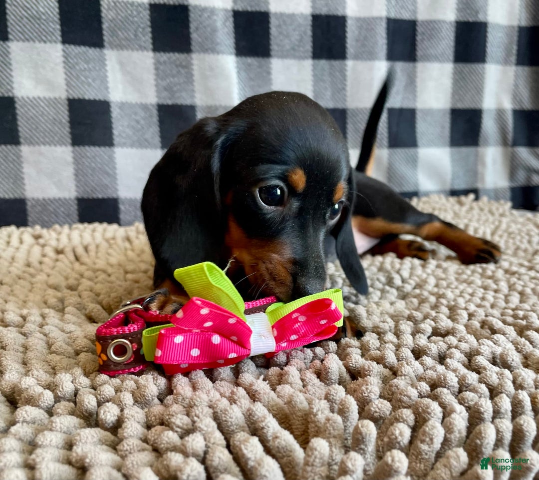 Miniature Dachshund dogs for sale: Nessa - Image 4