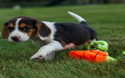 Beagle dogs for sale: Kit Kat - Image 14