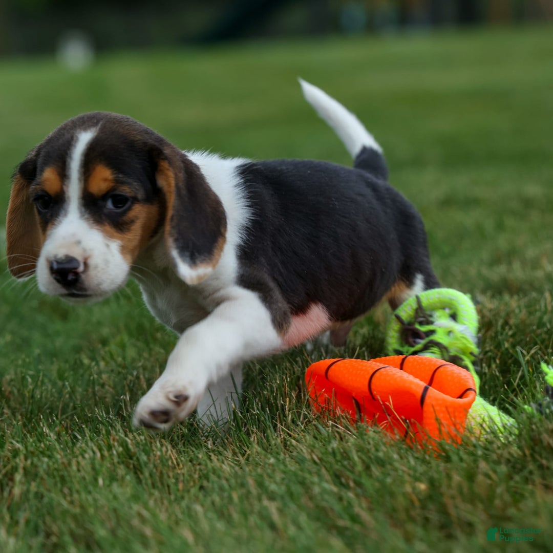 Beagle dogs for sale: Kit Kat - Image 14