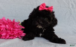 Cockapoo dogs for sale: Isabelle - Image 4