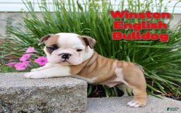 English Bulldog dogs for sale: Winston - Image 14