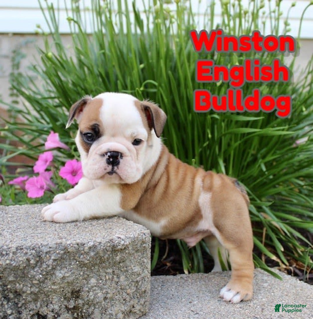 English Bulldog dogs for sale: Winston - Image 14