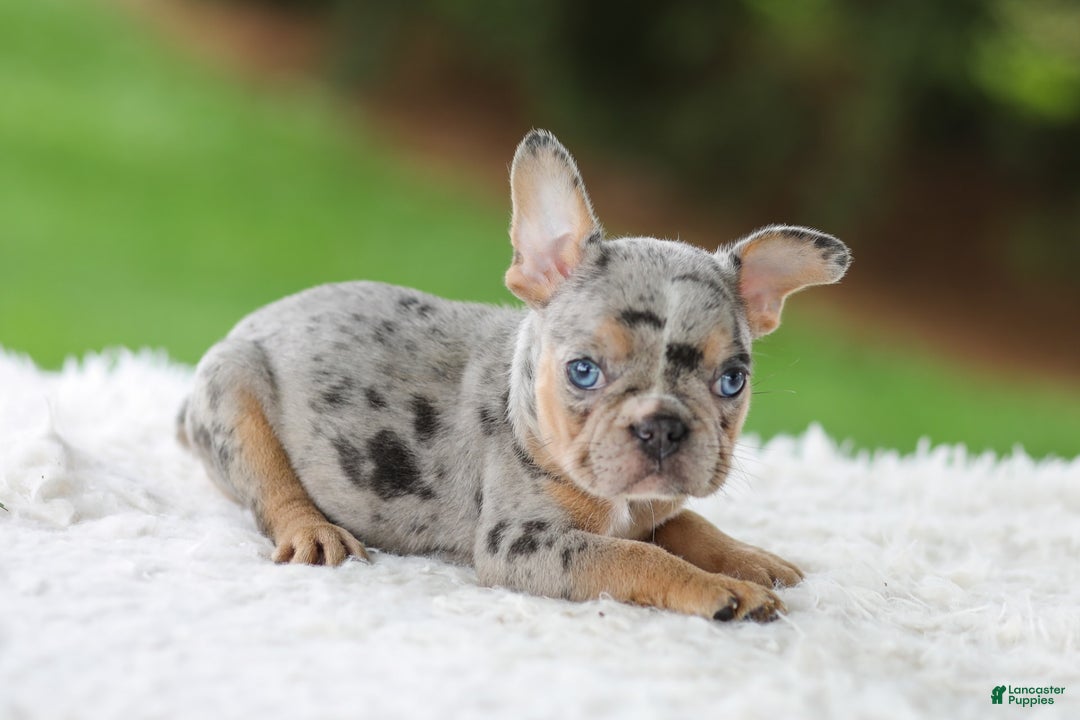 French Bulldog dogs for sale: Willow - Image 9