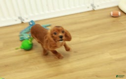 Cavalier King Charles Spaniel dogs for sale: Harley - Image 7
