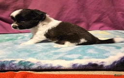 Chihuahua dogs for sale: Mani - Image 13