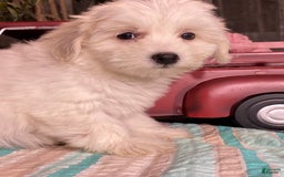 Havanese dogs for sale: Hazel - Image 3