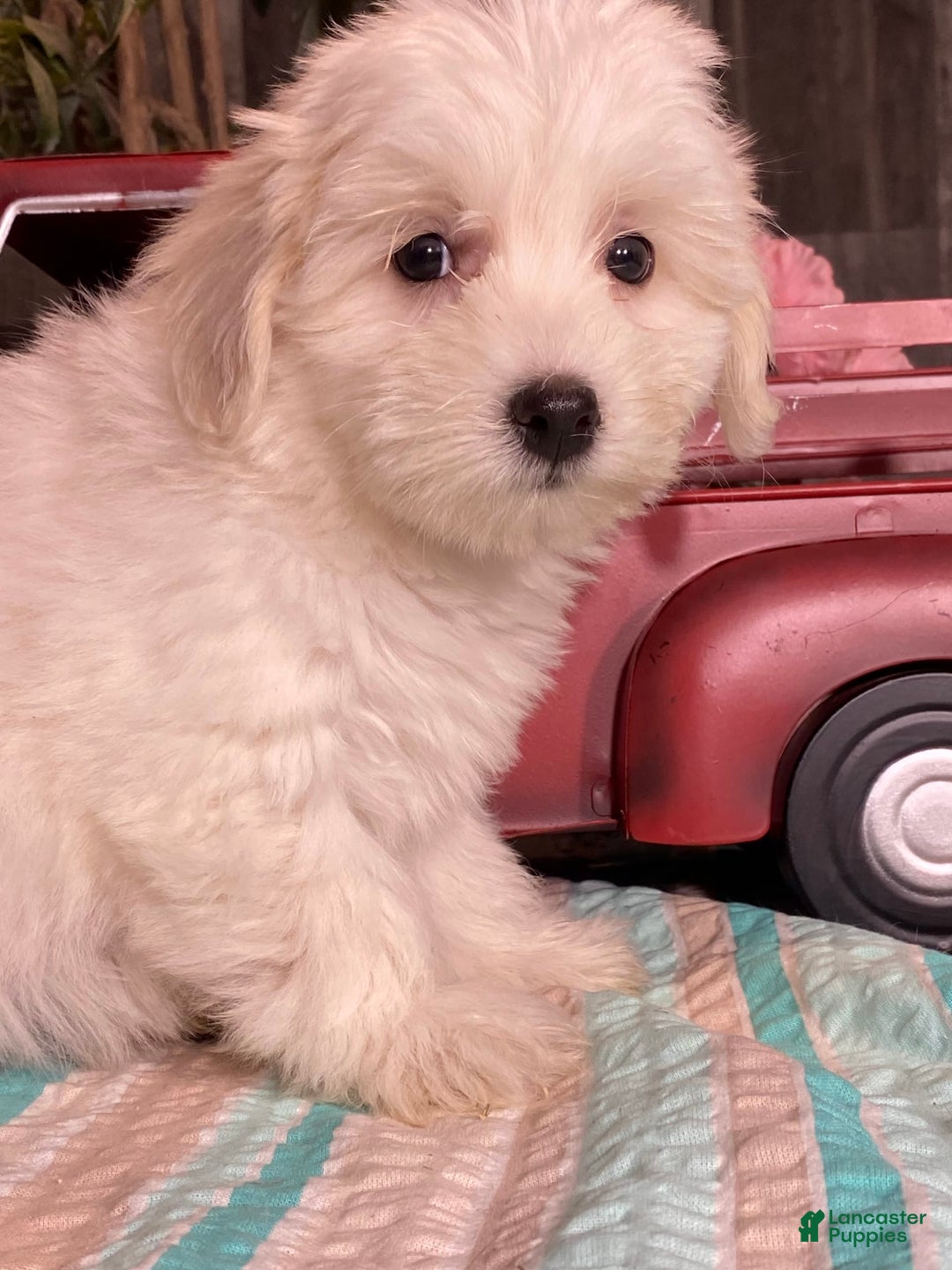 Havanese dogs for sale: Hazel - Image 3