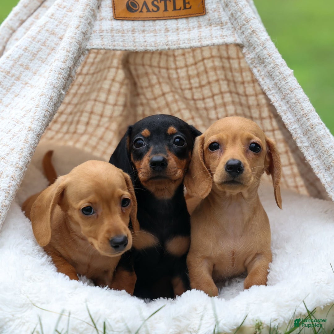 Miniature Dachshund dogs for sale: Nick - Image 3