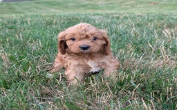 Cavapoo dogs for sale: Axel - Image 18
