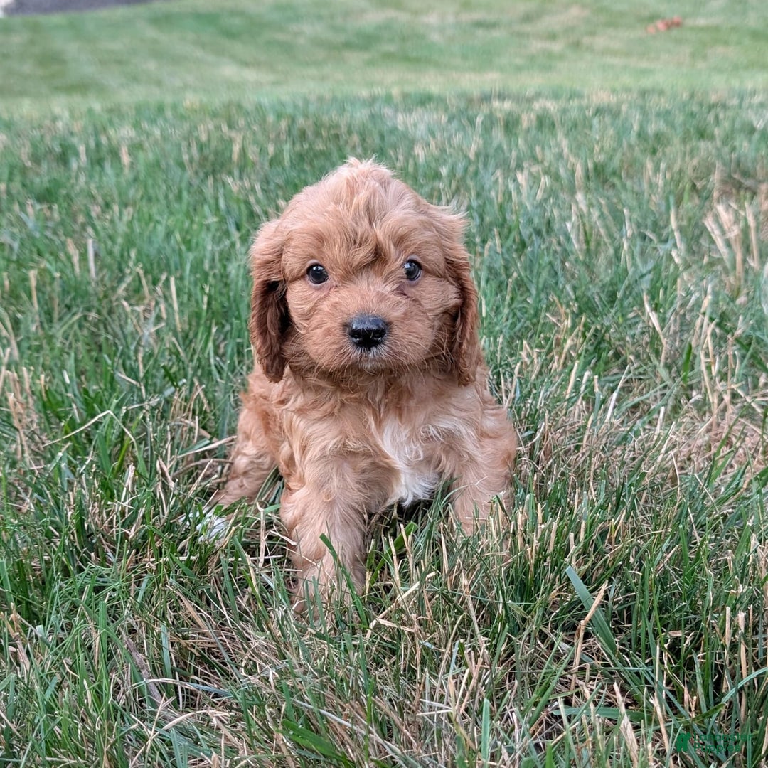 Cavapoo dogs for sale: Axel - Image 18