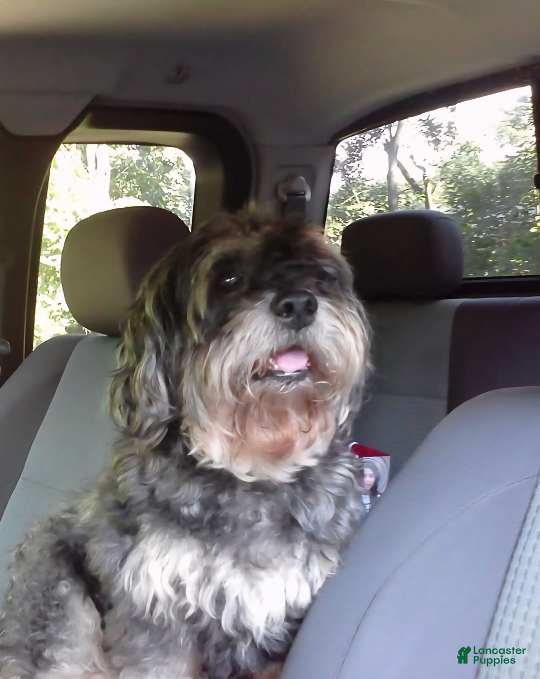 Shih Tzu dogs for sale: Nono - Image 3