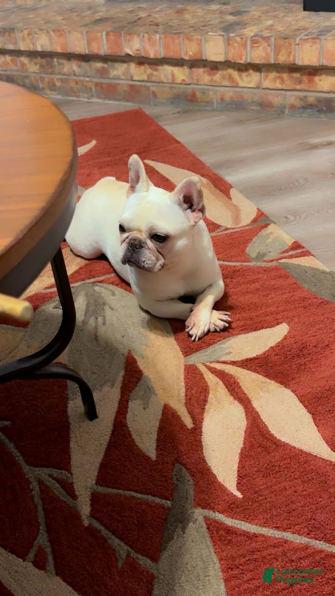 French Bulldog dogs for sale: Soilder - Image 7