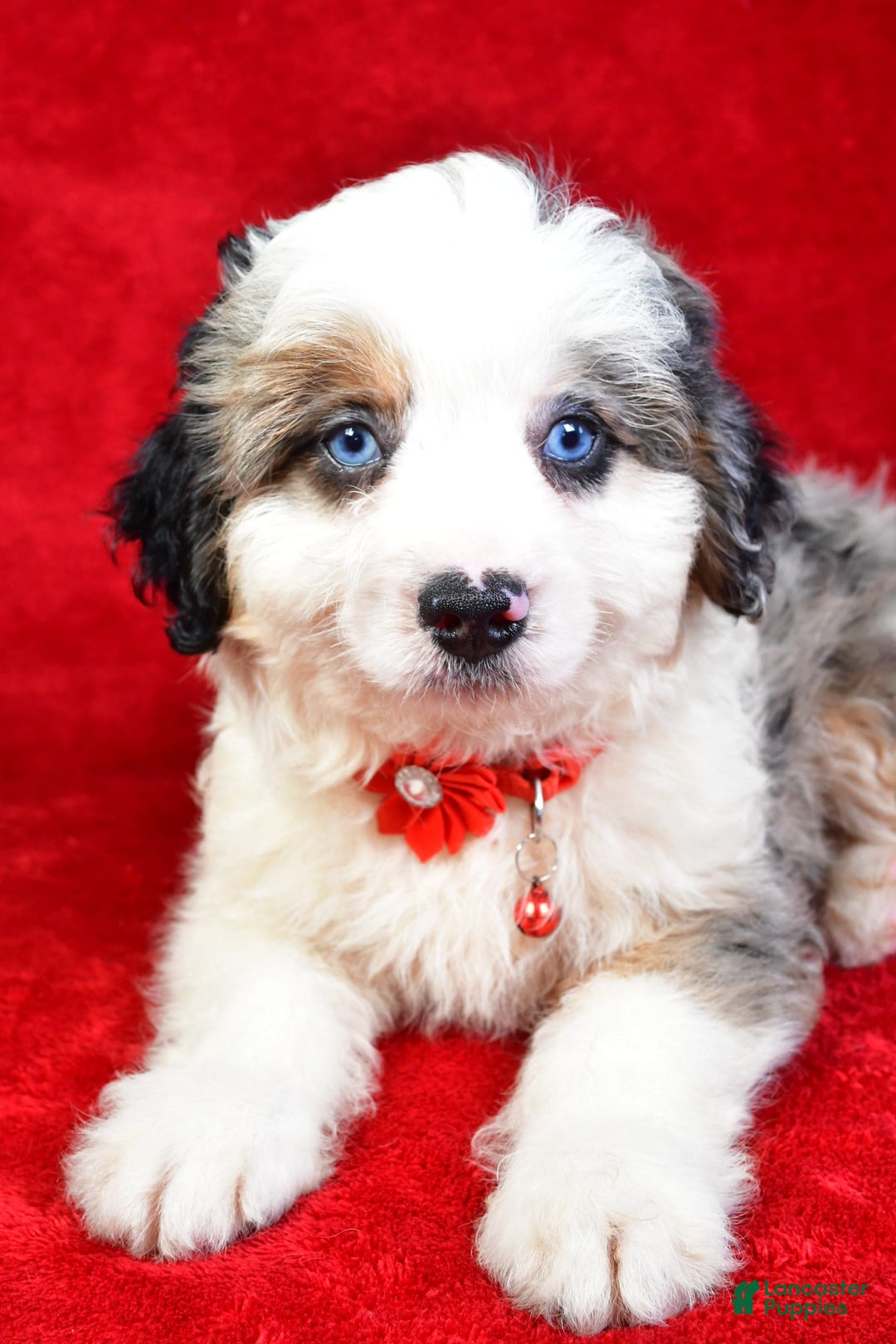 Mini Aussiedoodle dogs for sale: Austen - Image 2