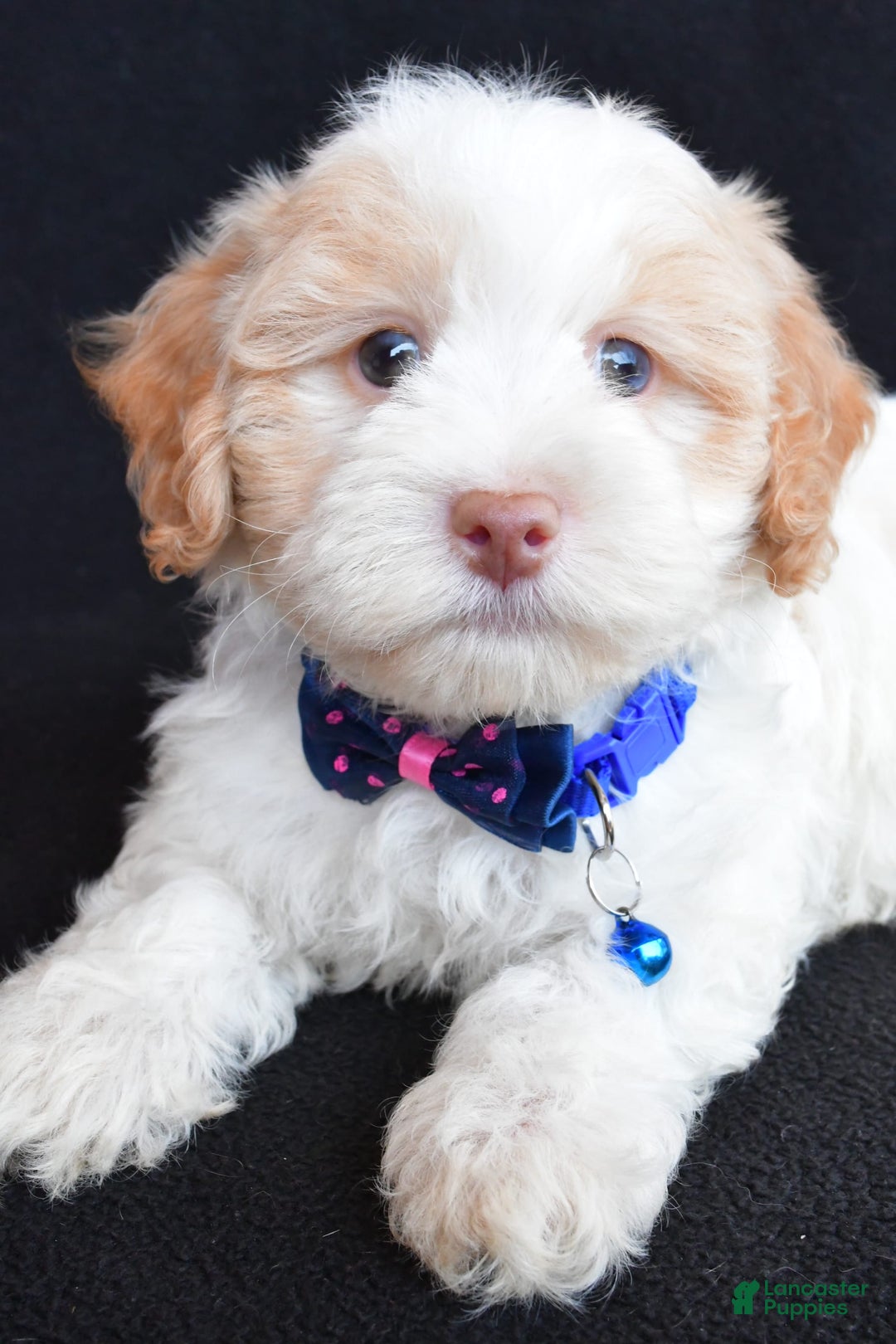 Havapoo dogs for sale: Montey - Image 5