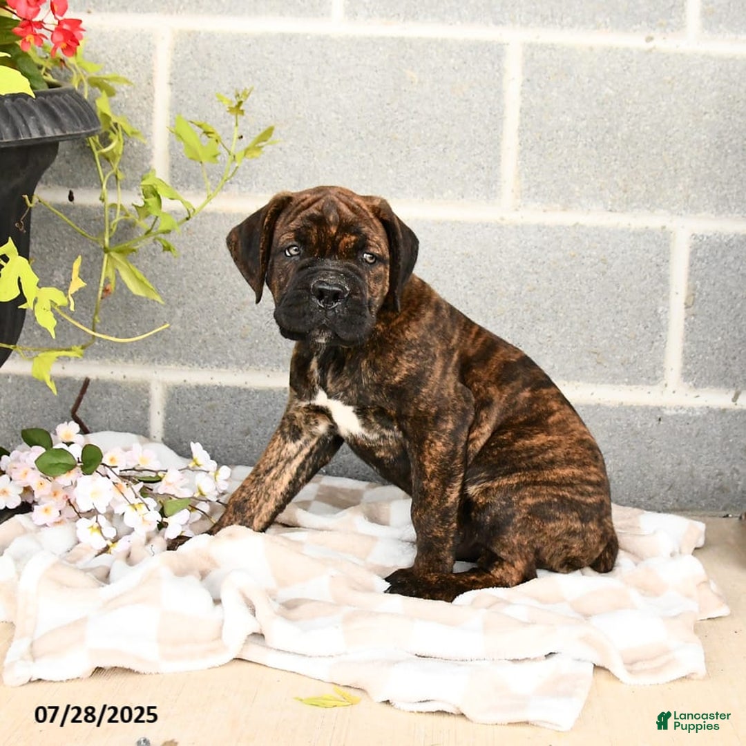 Cane Corso dogs for sale: Inky - Image 10