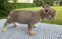French Bulldog dogs for sale: June - Image 3