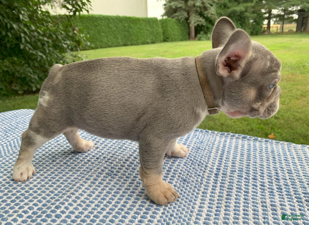 French Bulldog dogs for sale: June - Image 3