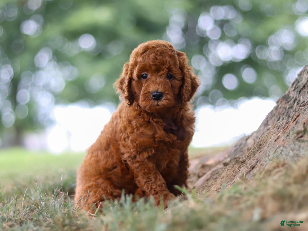 Mini Goldendoodle dogs for sale: Sonny - Image 4