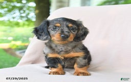 Miniature Dachshund dogs for sale: Brookie - Image 1