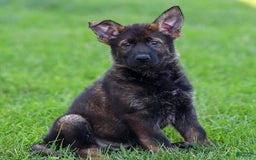 German Shepherd dogs for sale: Greta - Image 13