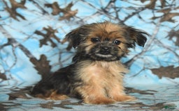 Shorkie dogs for sale: Huck - Image 15
