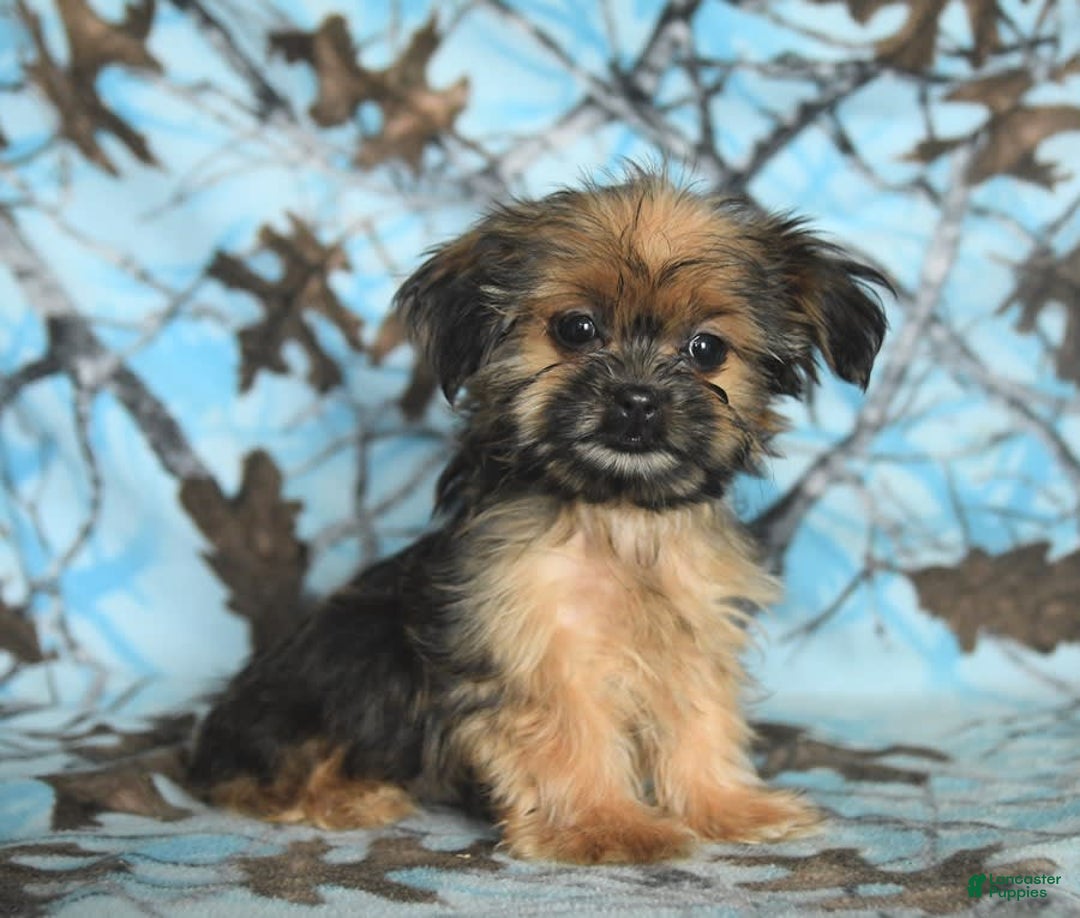 Shorkie dogs for sale: Huck - Image 15