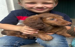 Miniature Dachshund dogs for sale: Banana Princess - Image 3