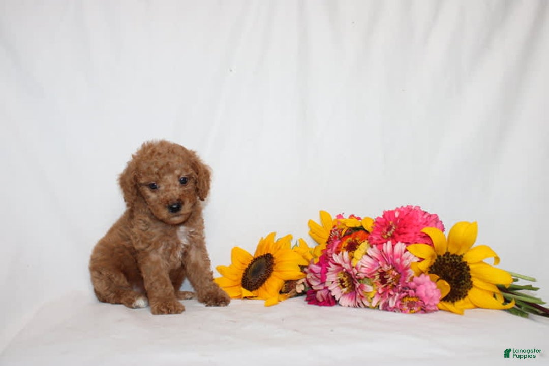 Mini Goldendoodle dogs for sale: Balloon - Image 2