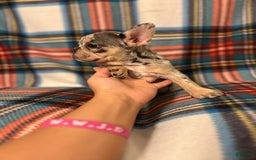 French Bulldog dogs for sale: Tammy - Image 3