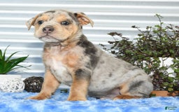 Beabull dogs for sale: Keith - Image 7