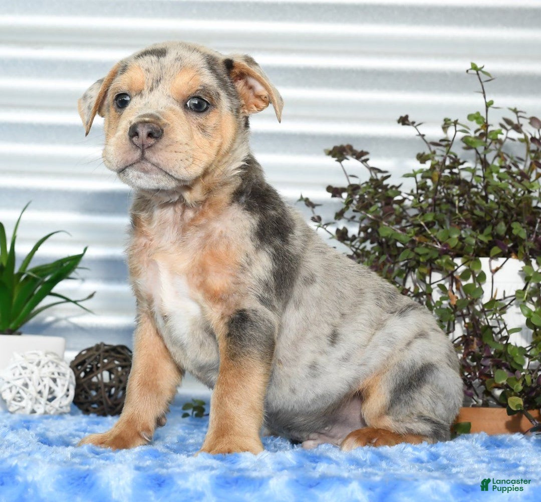 Beabull dogs for sale: Keith - Image 7