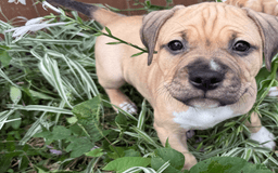 American Pit Bull Terrier dogs for sale: Pincess - Image 10