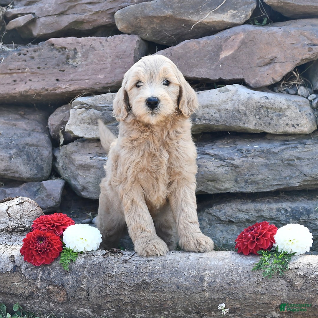 Mini Goldendoodle dogs for sale: Skye - Image 3