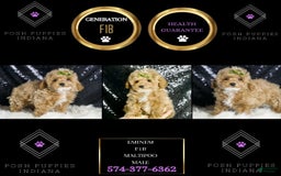 Maltipoo dogs for sale: Eminem - Image 6