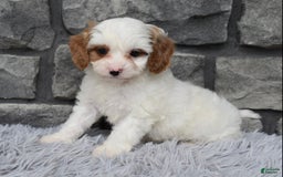 Cavapoo dogs for sale: Archie - Image 4