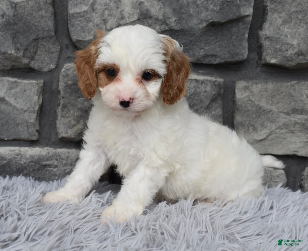 Cavapoo dogs for sale: Archie - Image 4