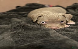 American Bully dogs for sale: Goldy - Image 3