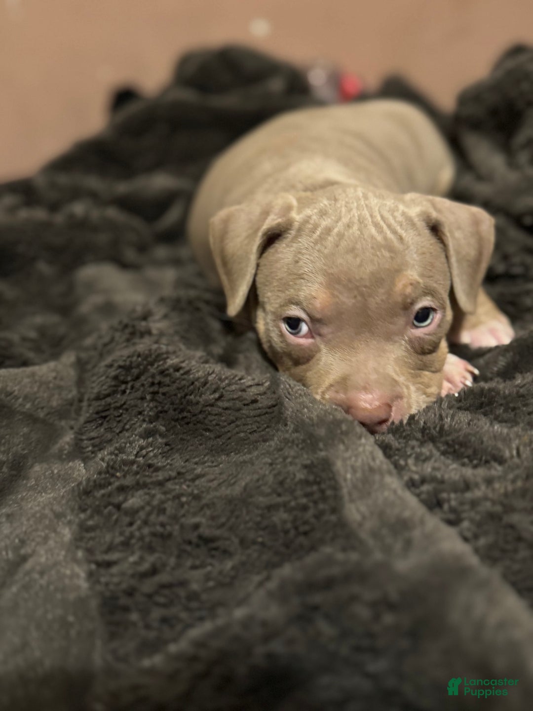 American Bully dogs for sale: Goldy - Image 3
