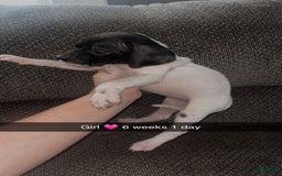 German Shorthaired Pointer dogs for sale: Gsp Puppy - Image 2