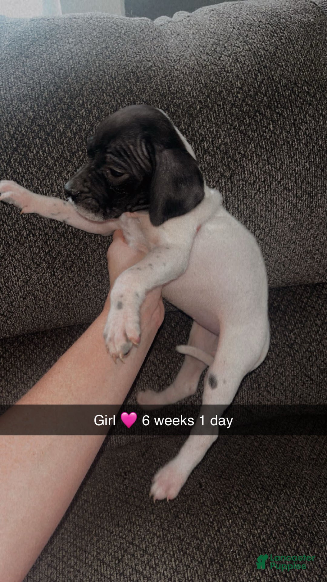 German Shorthaired Pointer dogs for sale: Gsp Puppy - Image 2