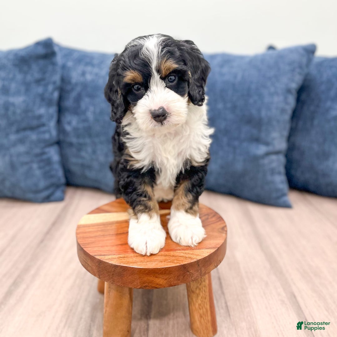 Mini Bernedoodle dogs for sale: Dusty - Image 7